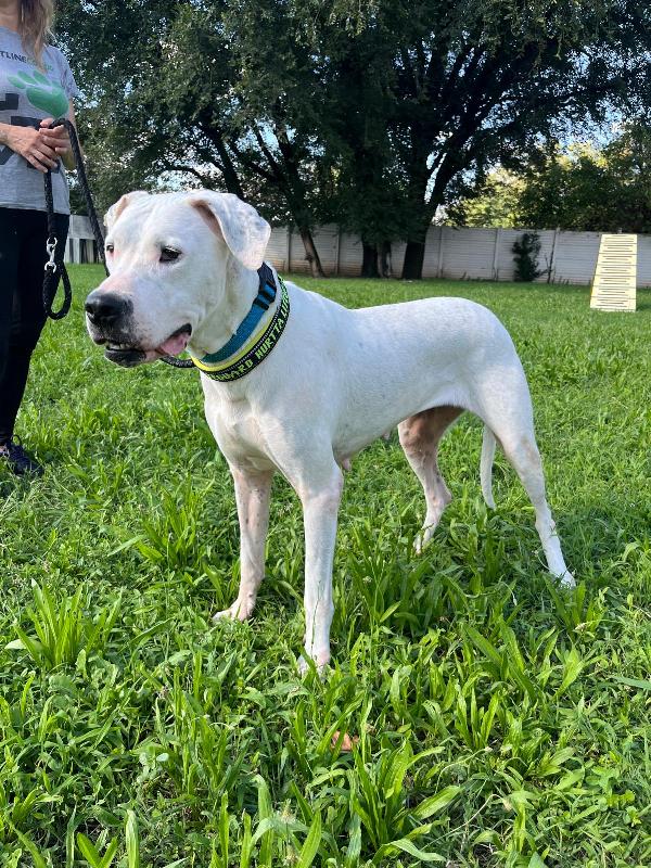 LOLA BELLISSIMA DOGO ARGENTINO Foto 5